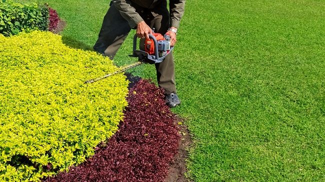 A neatly trimmed yellow-green shrub bed edged into a bright green lawn